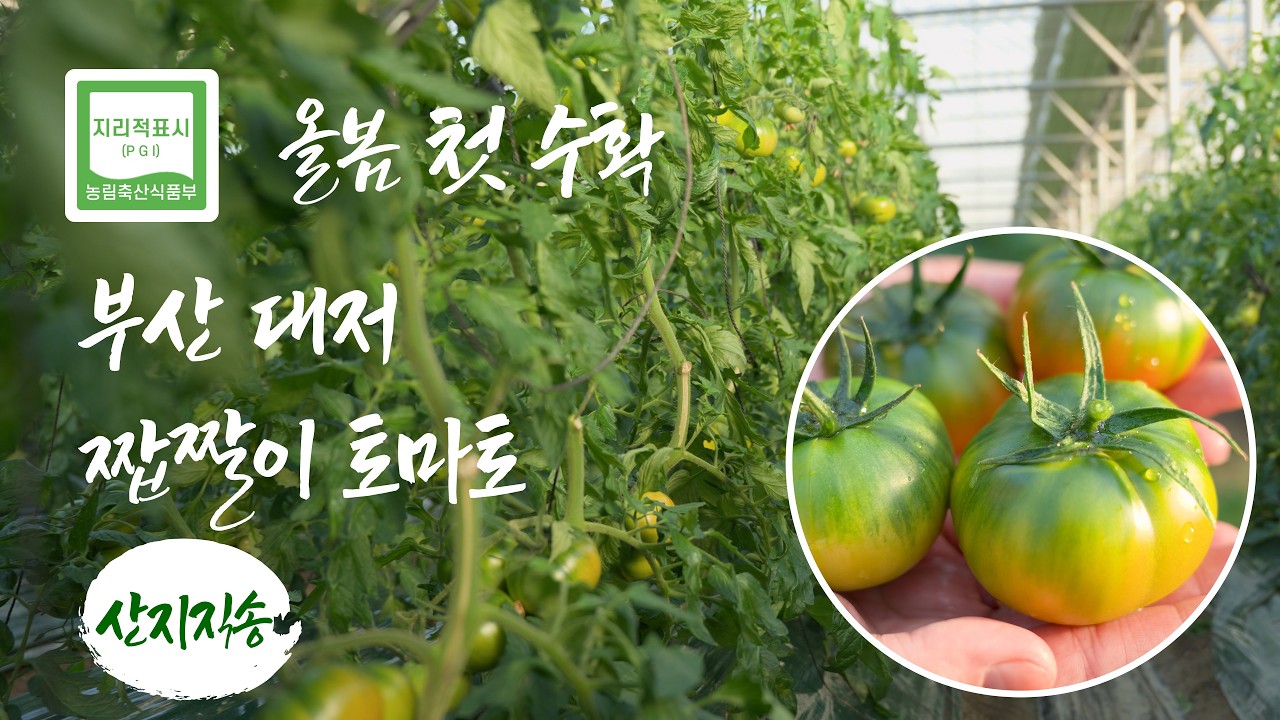 2026 대저토마토 본격 출하 시작