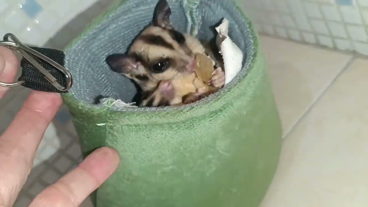 #petaurodelazucar 