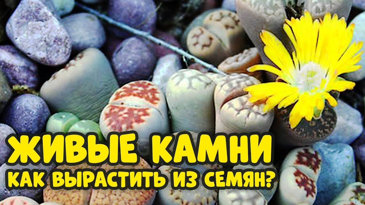 ЖИВЫЕ КАМНИ. ЭКЗОТИКА ИЗ СЕМЯН - ЛЕГКО!