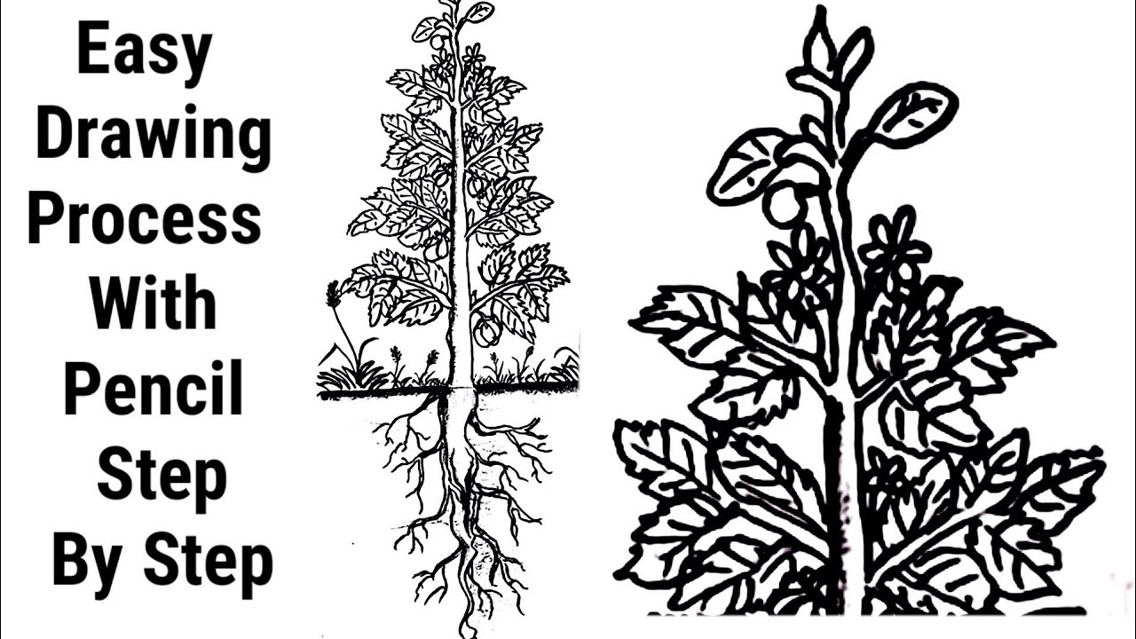 Beginners drawing class-2 | Draw a plant of parts | Pencil drawing tutorial | DrawWithG.S143