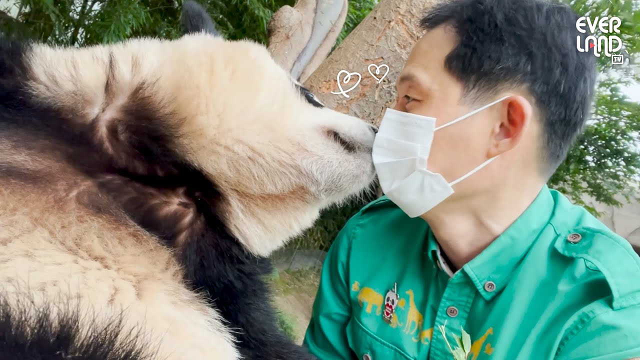퇴근에 진심인 작은 할부지와 해맑은 푸바오 | #판다와쏭 #13