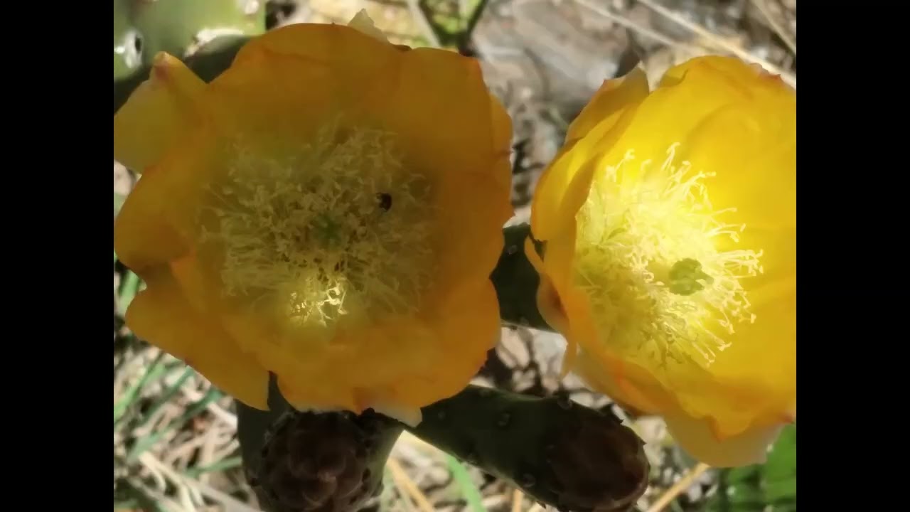 EAyT EDUCACI&Oacute;N, AMBIENTE Y TRABAJO - LOS CACTUS DE SOL Y R&Iacute;O FLORECIDOS