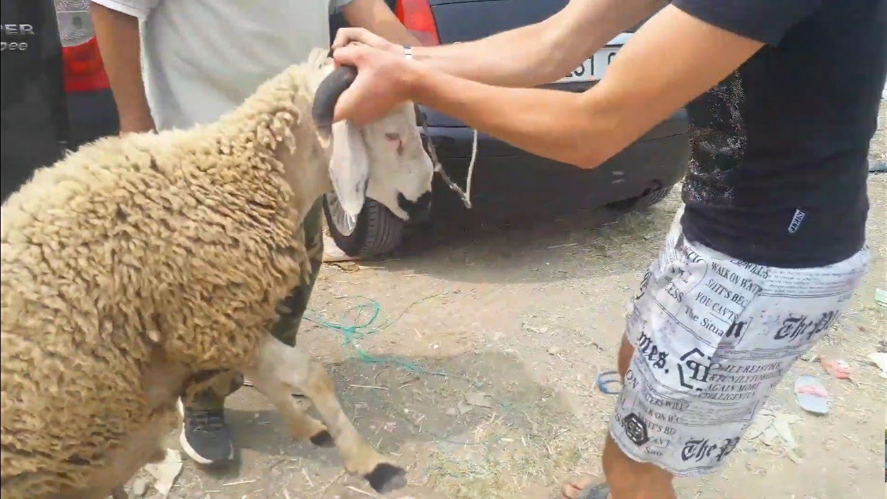 طلعنا ن سوق سيدي دريس في آخر نهار و  بعنا حولي بثمن دراوش