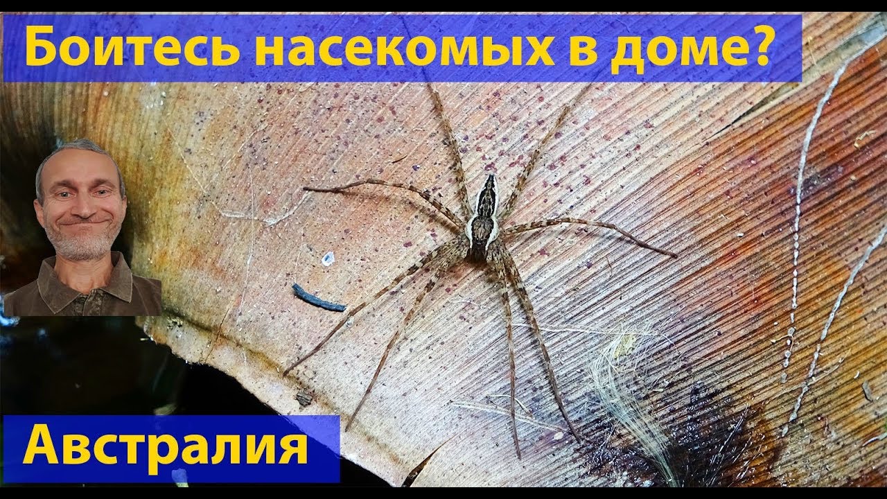 Природа Австралии. Боитесь насекомых в доме? (видео 007)