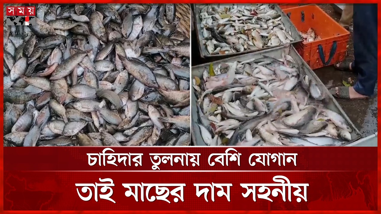 গোপালগঞ্জে কম দামে বিক্রি হচ্ছে দেশীয়সহ নানা প্রজাতির মাছ | Gopalgonj Fish Market | Fish Price
