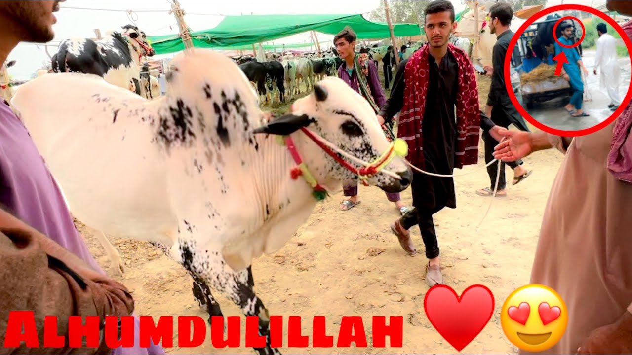 YouTube ki Payment sy Janwar ly aye Alhumdulillah 😍|| Larky ku muu 😱pr lat mardi bull na😭