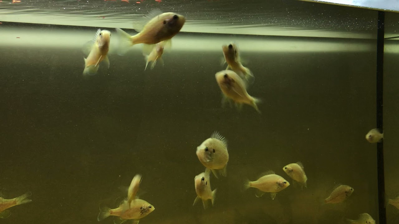 #Lepomisgibbosus Güneş Levreği akvaryumumda Tropical Red Mico yemini test ediyoruz.