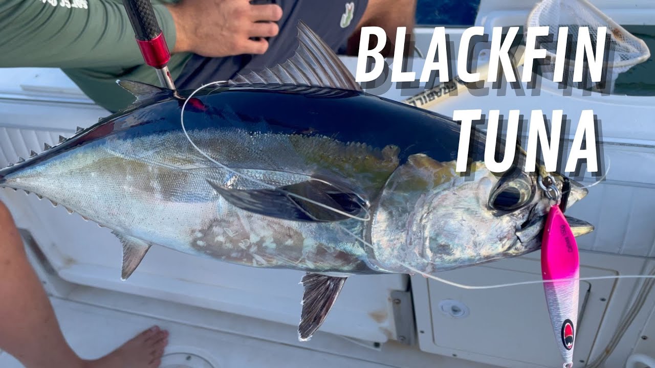 EPIC Blackfin Tuna Fishing in Miami! | Vertical Jigging & Live Bait