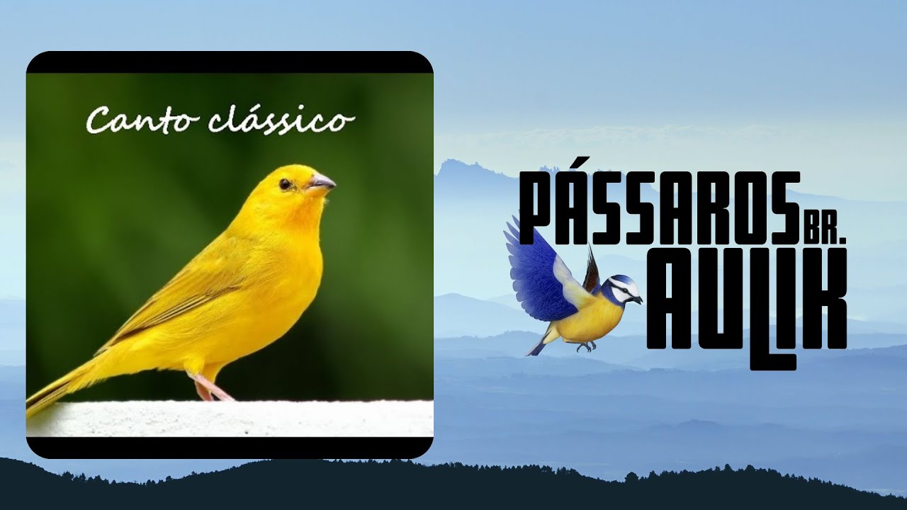 canário da terra canto clássico🔥🎼