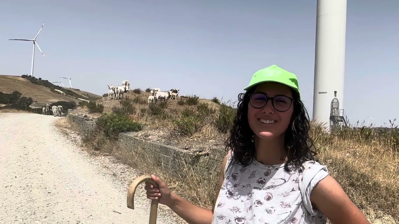 Transumanza di vacche Podoliche