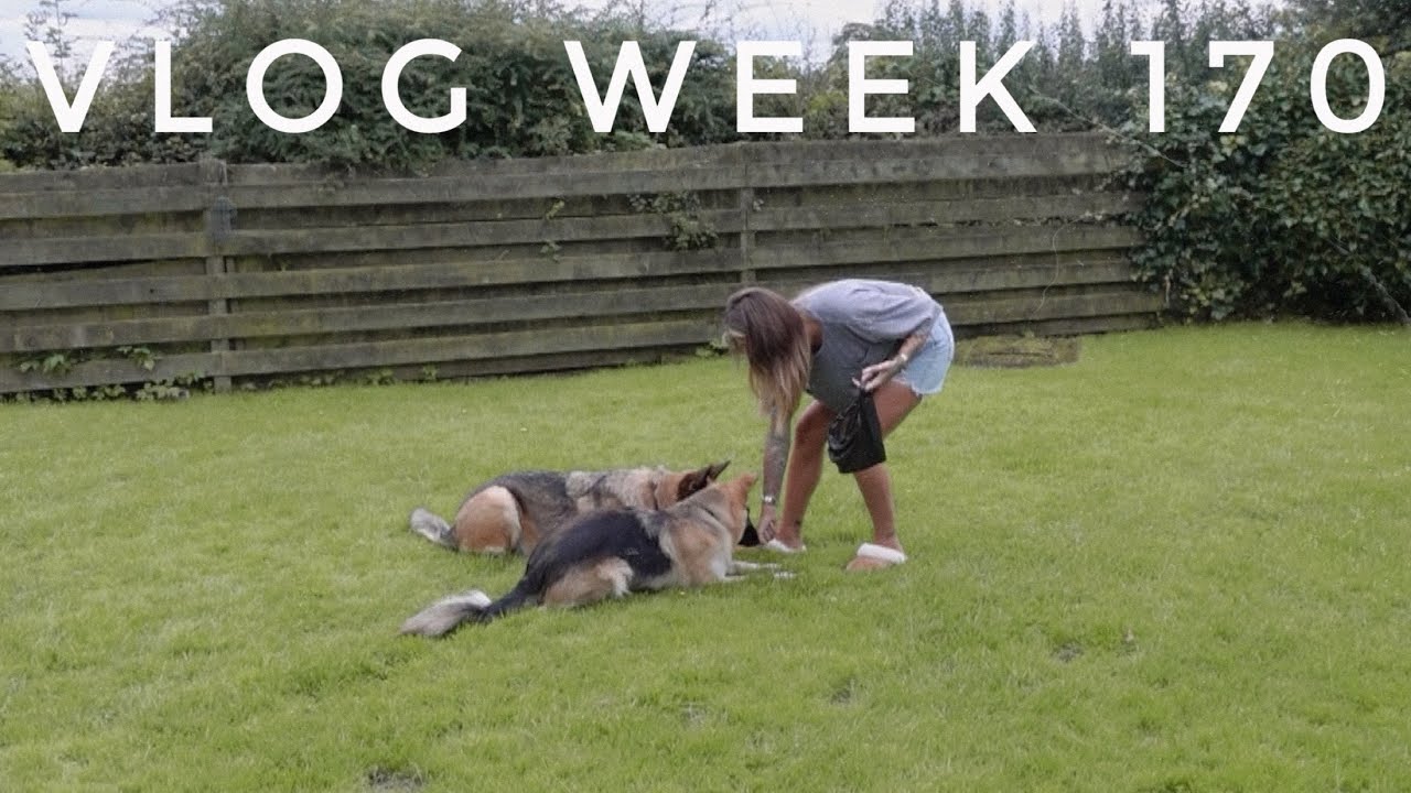 ВИДЕОБЛОГ НЕДЕЛИ 170 &mdash; ДРЕССИРОВКА СОБАК И СТРИЖКА | ДЖЕЙМИ ЖЕНЕВЬЕВ