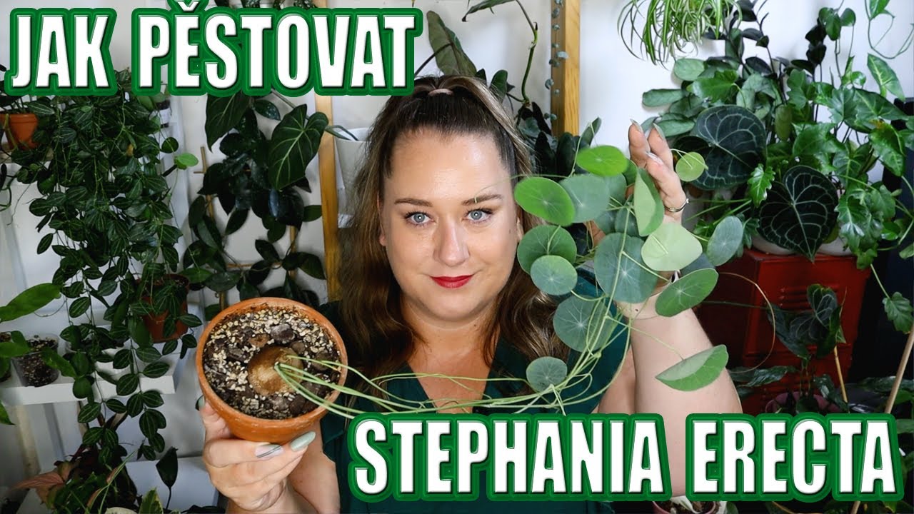 Jak pěstovat : Stephania Erecta