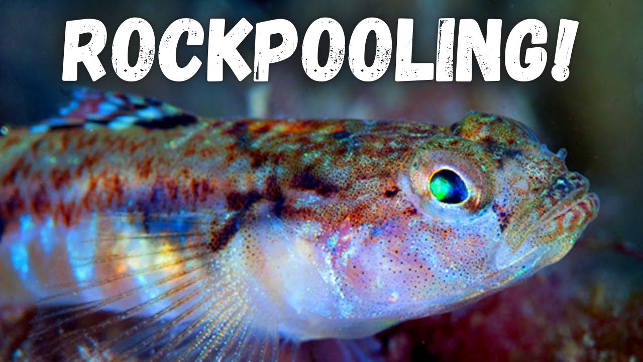 Rockpooling in Cornwall - Fish, Crabs and *RARE* Sea Creatures in Tidal Pools!