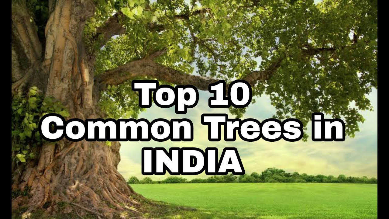 COMMON TREES IN INDIA || TREES || TOP 10 TREES IN INDIA