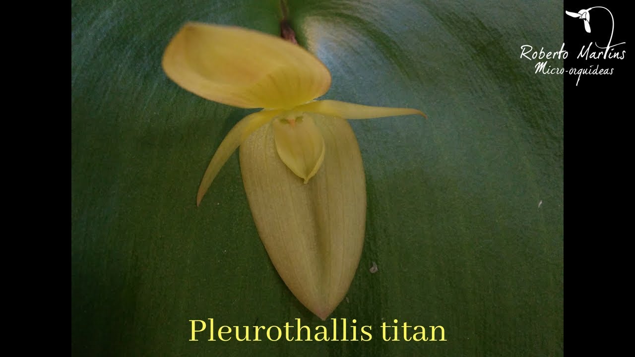 Pleurothallis titan
