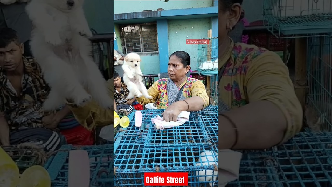 Kolkata Gallife Street Pat Market / Kolkata lowest Price  Puppy Dog / Gallif Street dogs Market