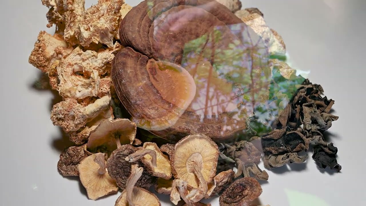 Agaricus Blazei Murill, ABM genannt. Bioanbau und Herkunft des  teuersten Speisepilzes der Welt