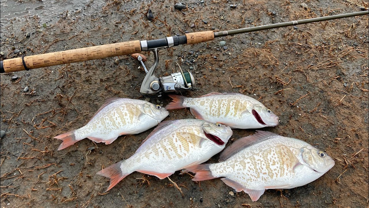 Surf Perch Fishing {HOW TO CATCH SURF PERCH IN WASHINGTON} #viral #fishing #fish #pnw