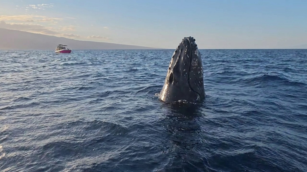 Maui - Close Encounters with Whales! - 1/7/26  -  4K