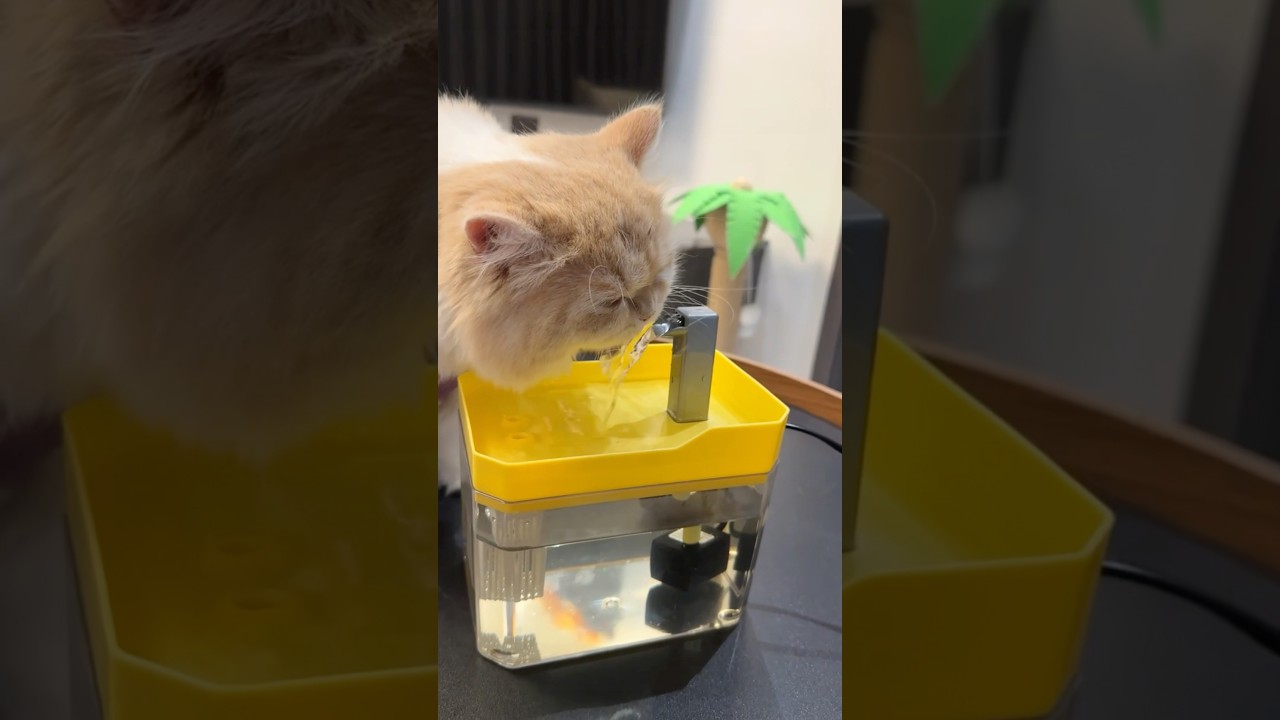 Pet water fountain #cat #bestpetsupplies #petcareprovider