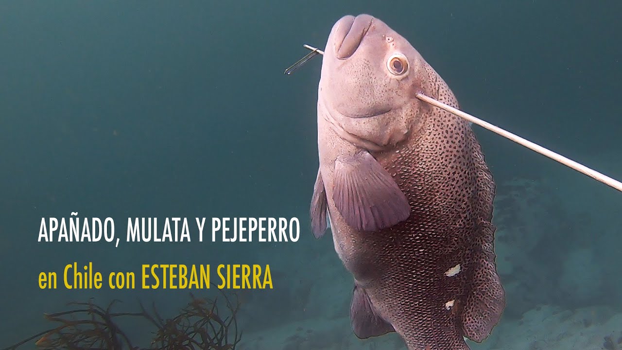 APAÑADOS, MULATA Y PEJEPERRO en Chile con ESTEBAN SIERRA