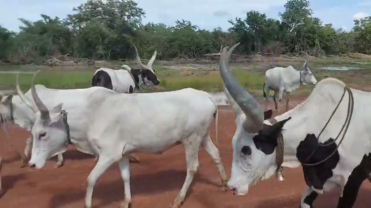 Dinka cows