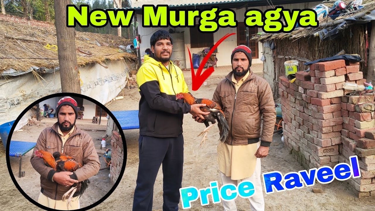 ਇਕ ਲੜਾਕੂ ਮੁਰਗਾ ਖਰੀਦ ਲਿਆ || Fighter Murga ||  #vloging #birds #youtube #dailyvlog