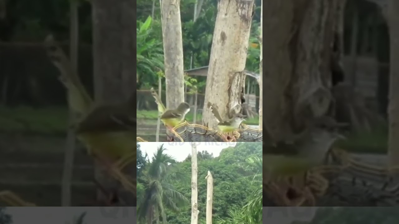 Burung Ciblek Di Alam Liar | Prenjak Jali | Ciblek Kristal | Cimblek