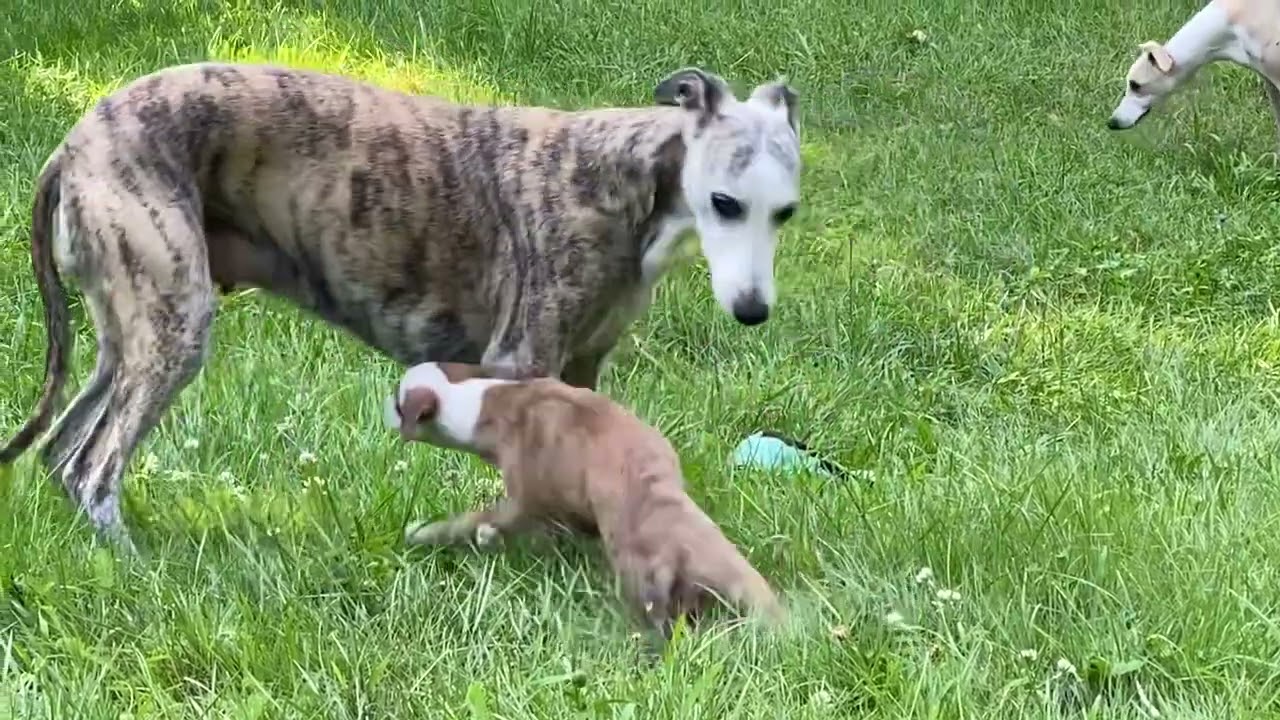 Whippet Family Outdoor Playtime