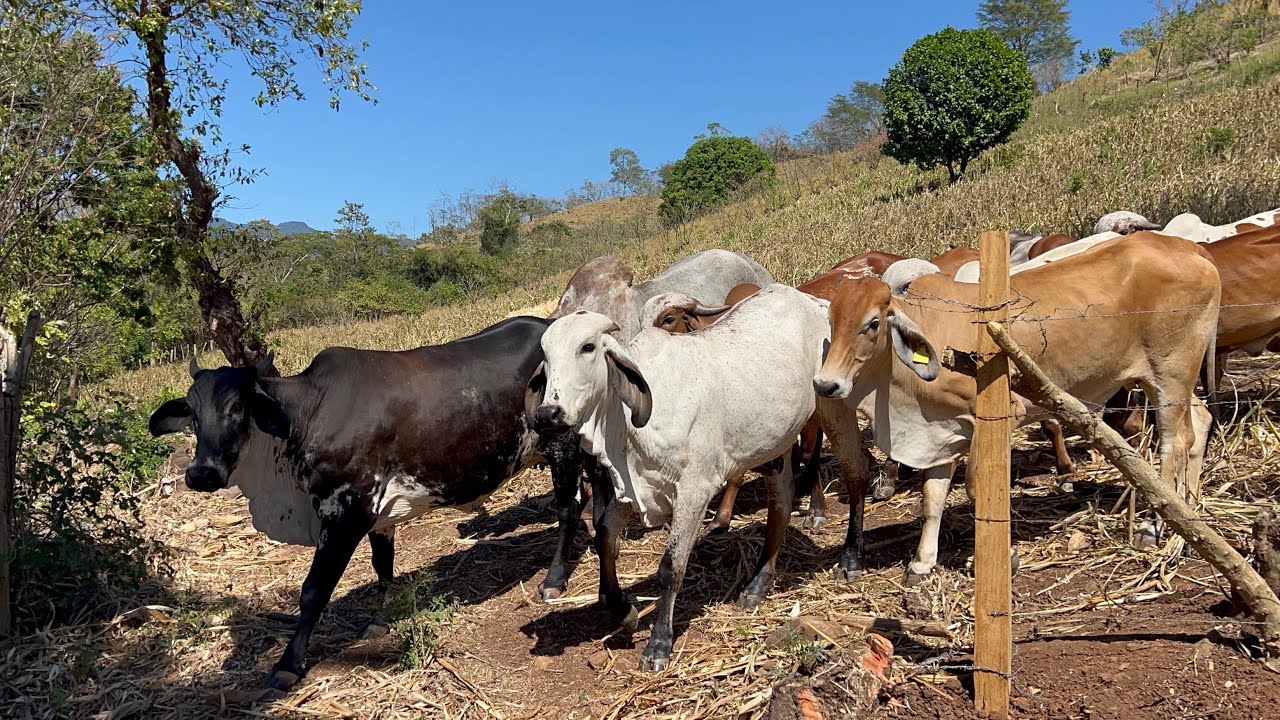Llevamos a las demás vacas para un número rastrojo miren que bueno está 