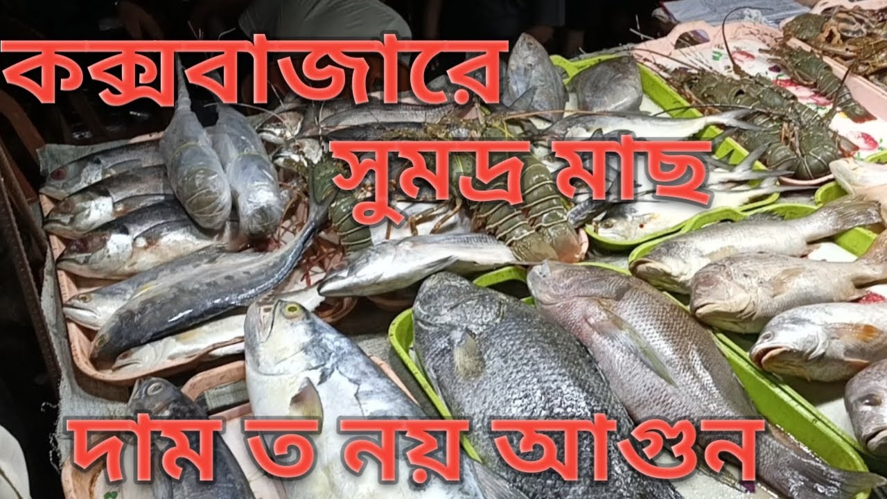 কক্সবাজারের সমুদ্রের মাছগুলো অনেক দাম || The sea fishes of Cox's Bazar are very expensive