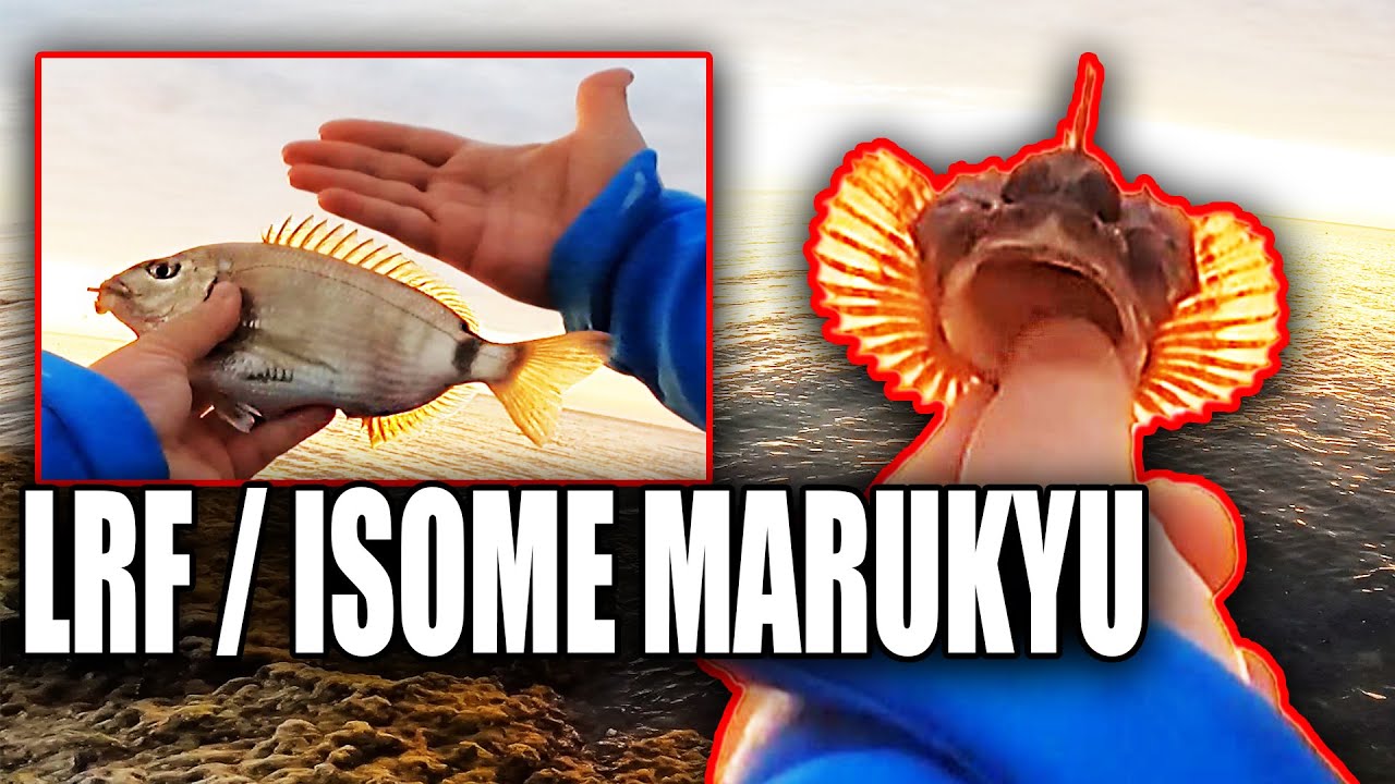İsome Marukyu ile İsparoz ve İskorpit Avı | Yason Burnu'nda Keyifli bir Balık Avı Yaptık | #LRF