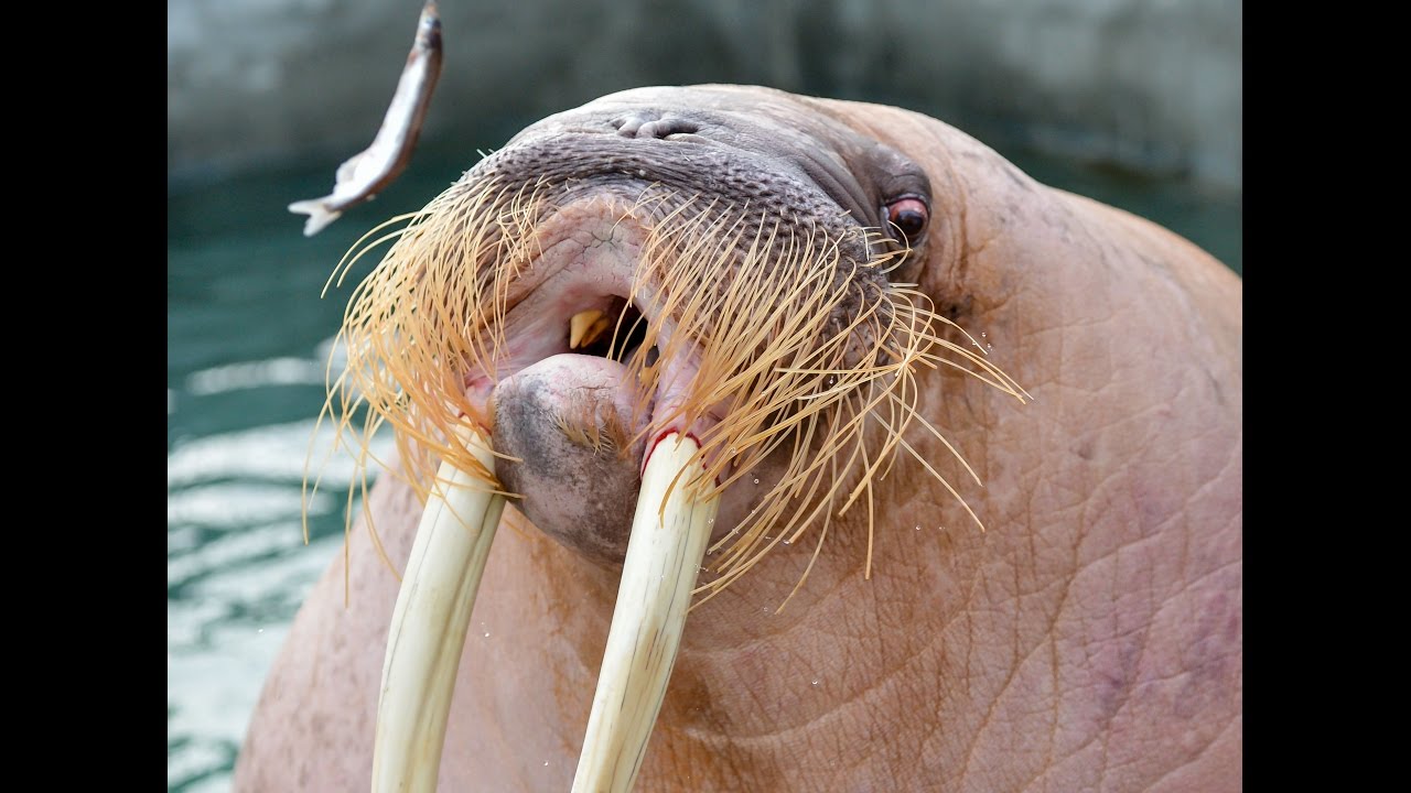 Dozer the Walrus "catcalls" the ladies