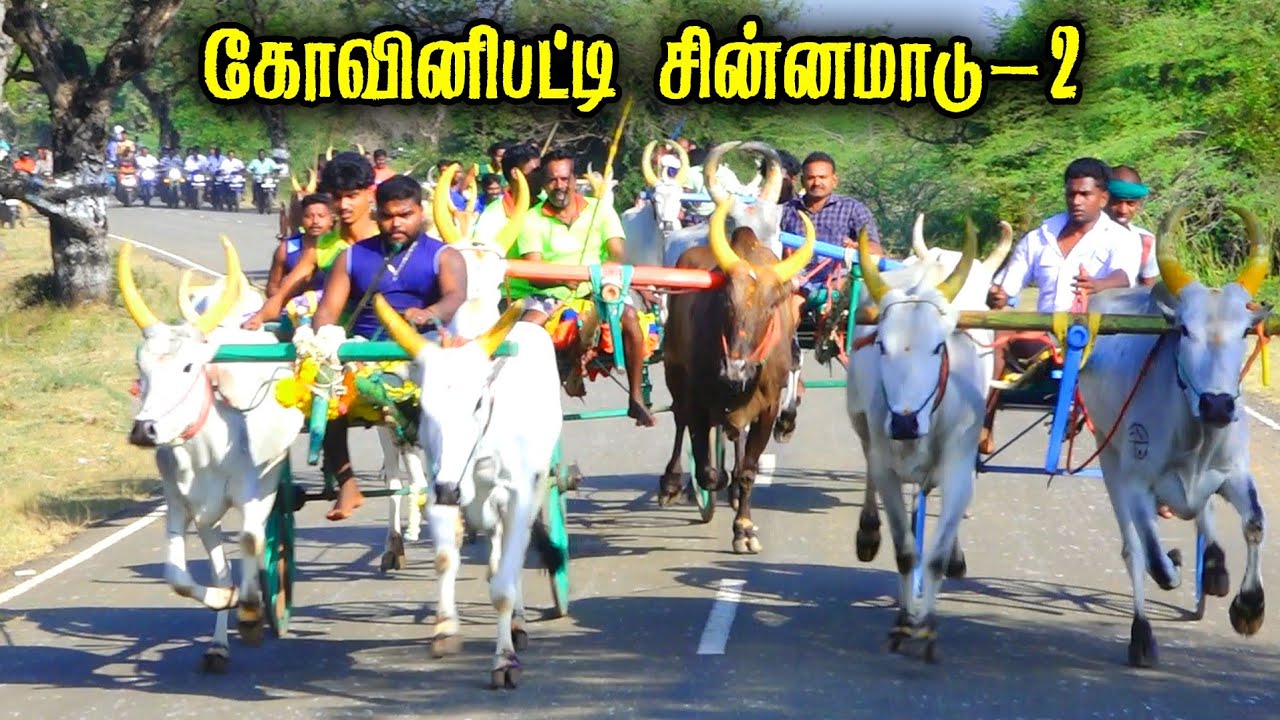 கோவினிபட்டி சின்னமாடு-2 பந்தயம் 23-02-2026|Periyamadu  Race