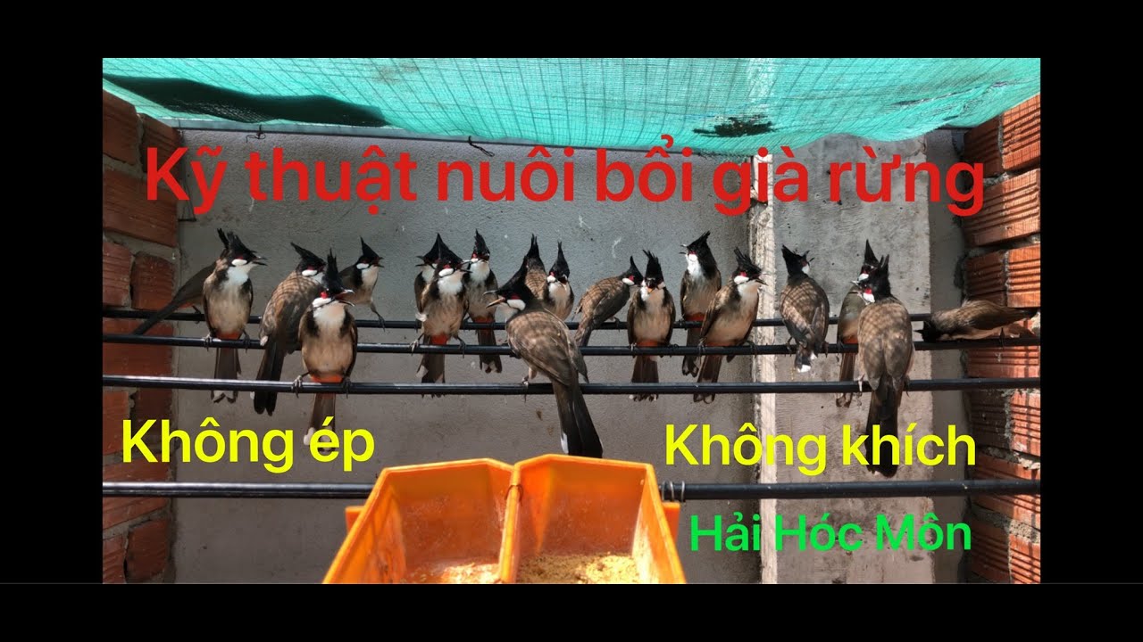 kỹ thuật thuần ch&agrave;o m&agrave;o bổi gi&agrave; rừng.