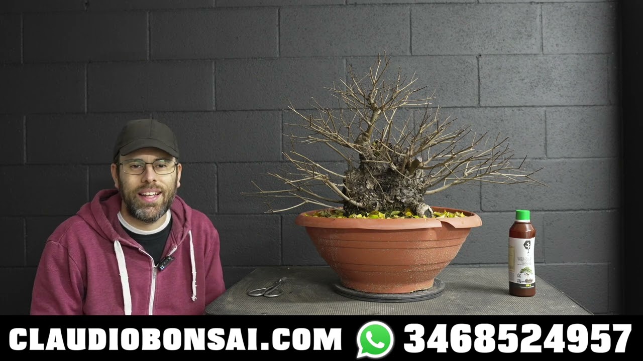 COME SI IMPOSTA UN OLMO BONSAI