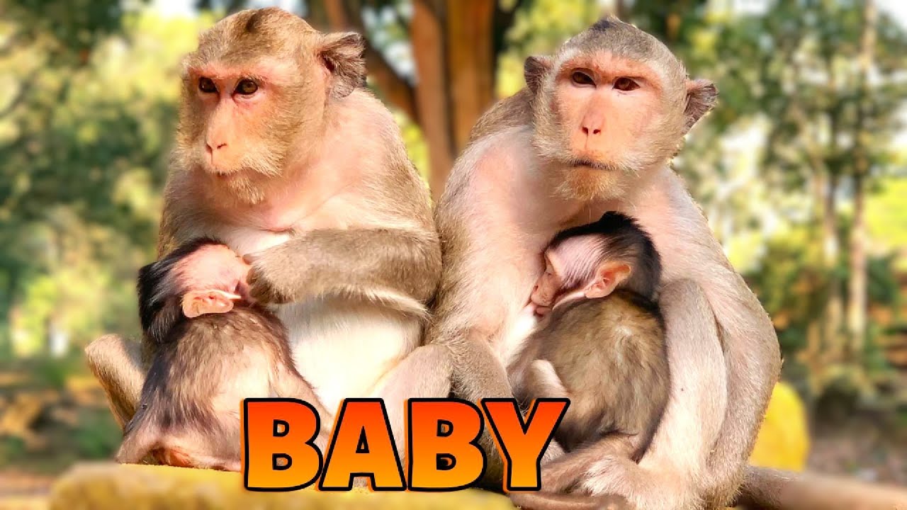 Tiny Monkey Relax with Mom #monkey