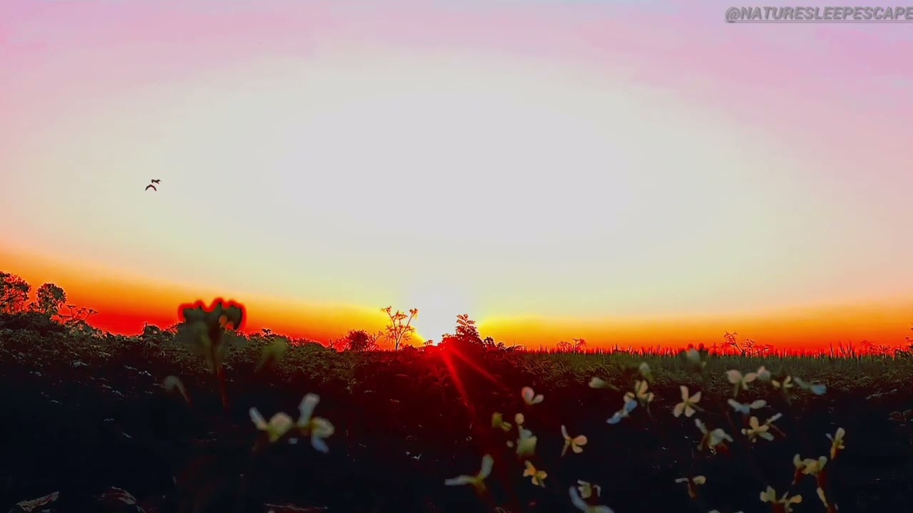Peaceful Sunset in Nature 🌅 | Relaxing Scenery for Stress Relief, Sleep & Meditation