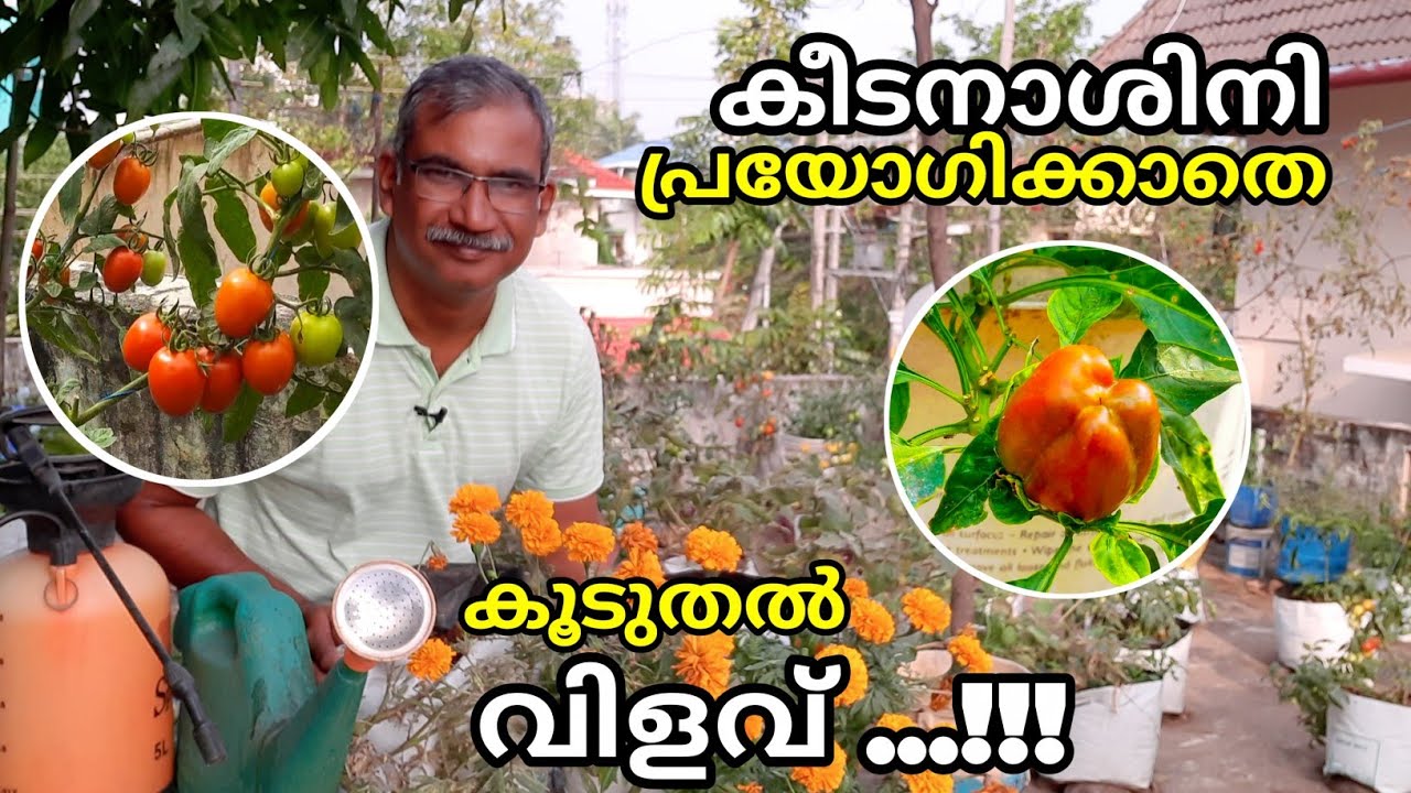 കീടനാശിനി ഉപയോഗിക്കാതെ കീടങ്ങളെ നിയന്ത്രിക്കാം, കൂടുതൽ വിളവ് ഉണ്ടാക്കാം | Natural Pest Control