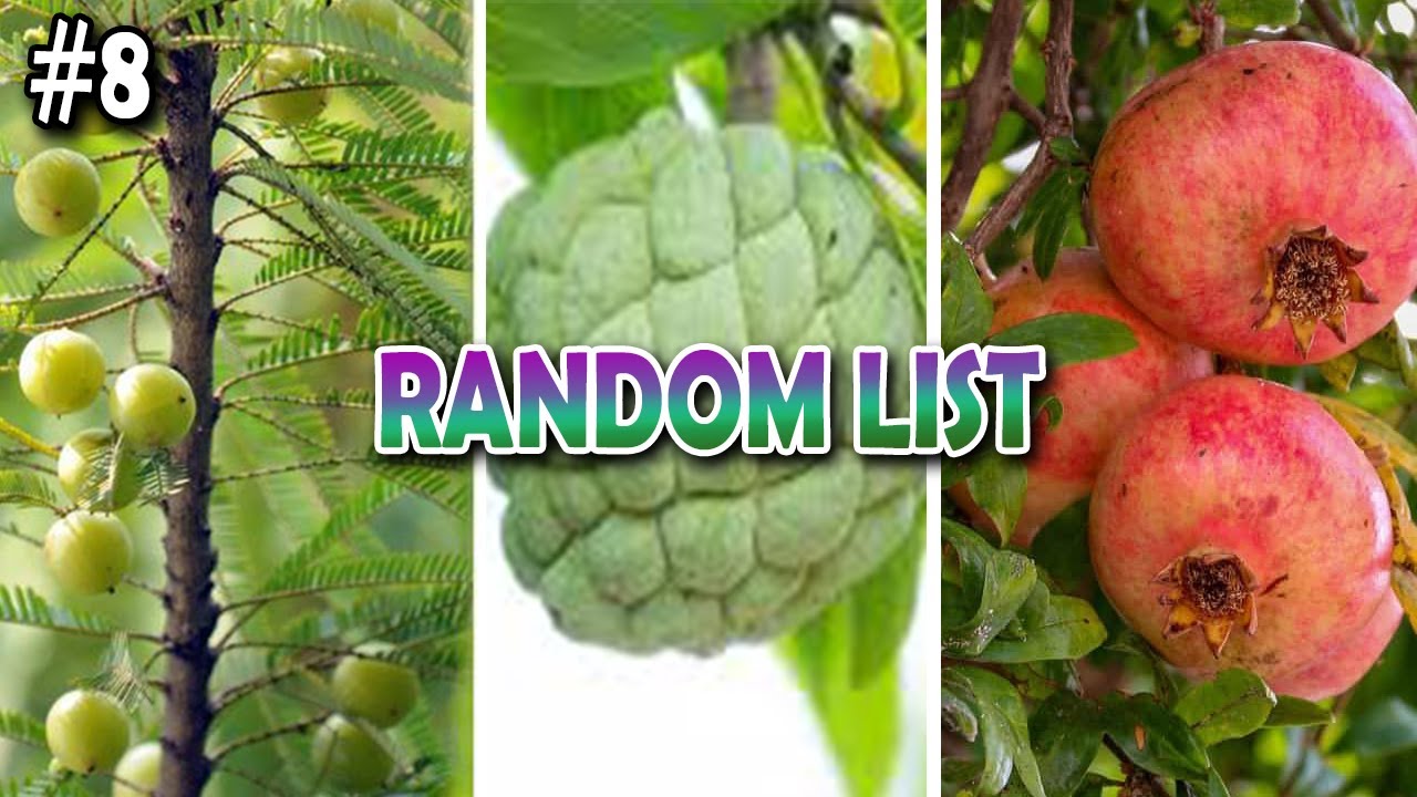 வறண்டப்பகுதிகளுக்கு சிறந்த 5 பழ மரங்கள் | RANDOM LIST