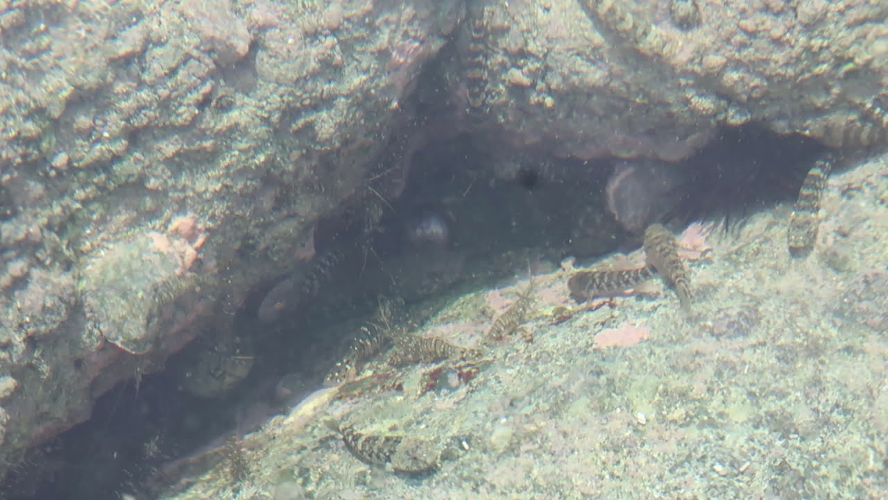 潮だまりで群れるアゴハゼ・イソスジエビとカエルウオ