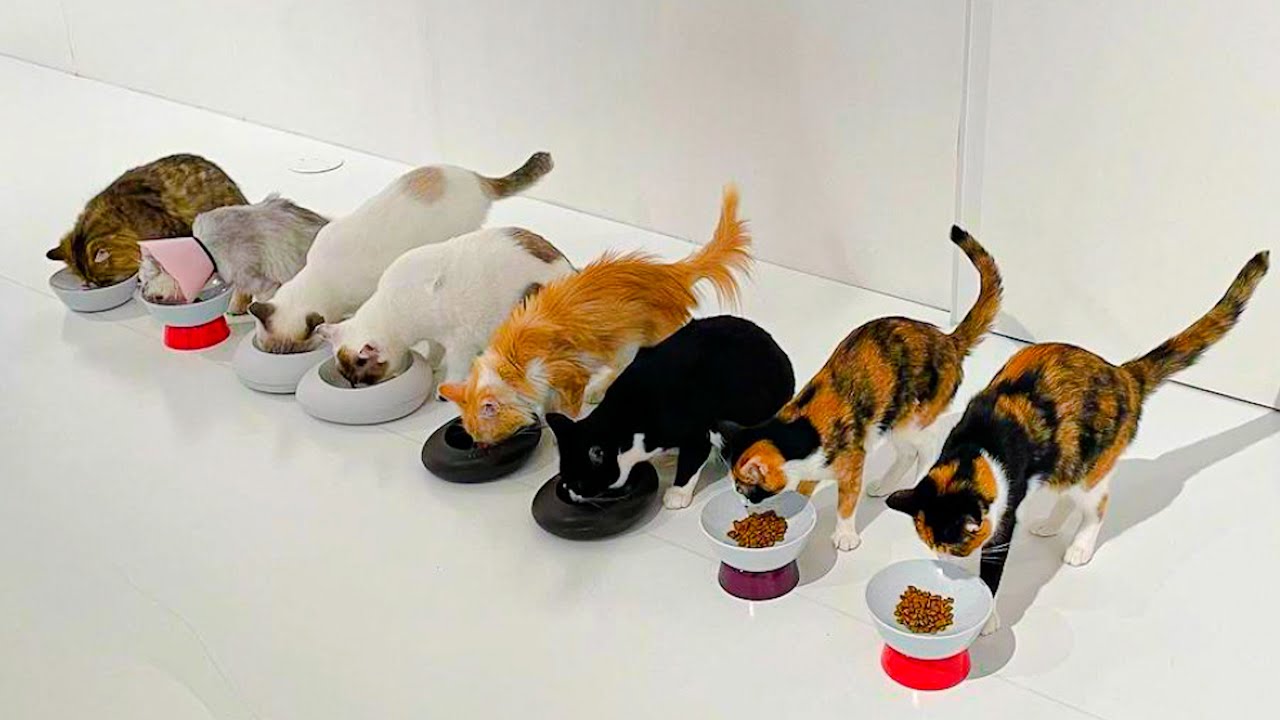 Surprising Things You'll Find at Japan's Biggest Cat Cafe