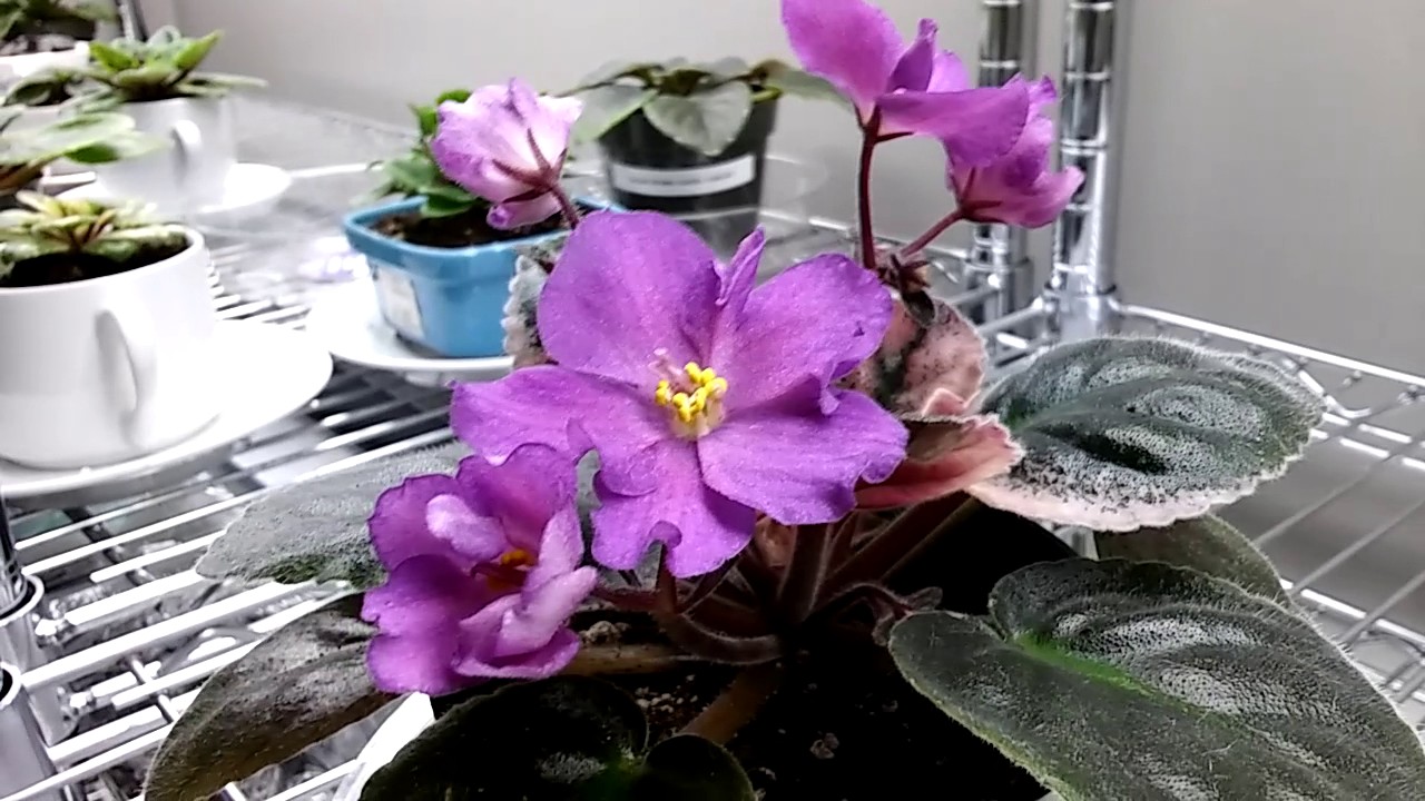 Thrips, some signs of infestation...sprayed violet