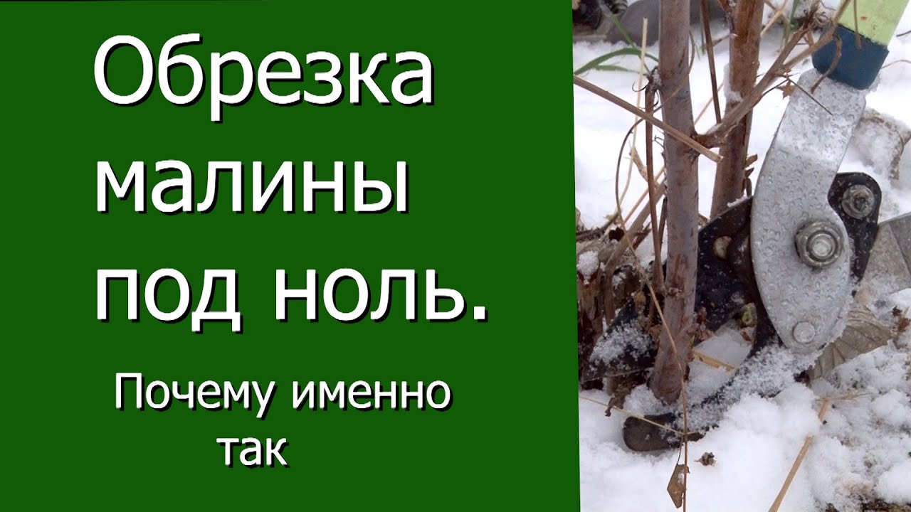 Обрезка  малины под ноль. Почему именно так.