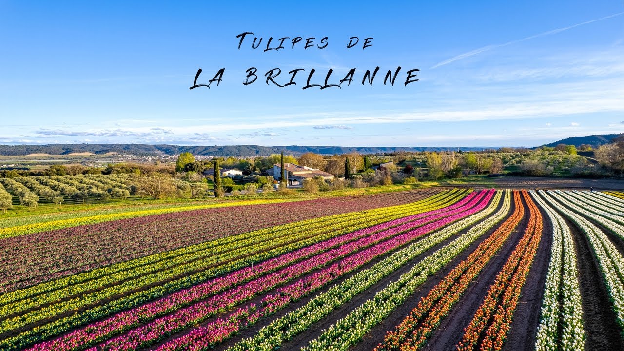 Tulipes De La BRILLANNE | Alpes-de-Haute-Provence | Cinematic Video