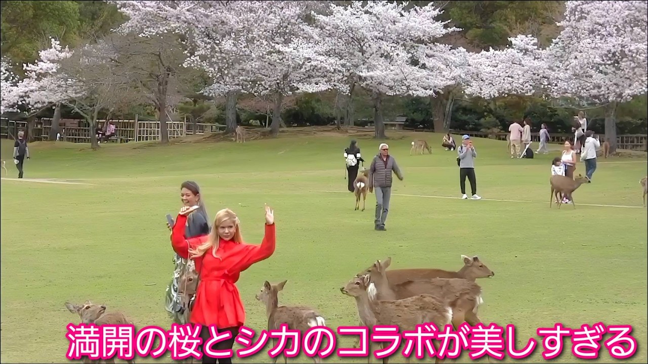 満開の桜とシカのコラボに外国人観光客が大感激！日本の春