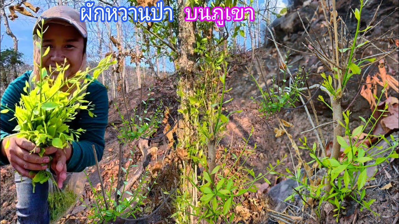 ผักหวานป่าบนภูเขากำลังป่งใหม่อ่อนๆเลยจร้า