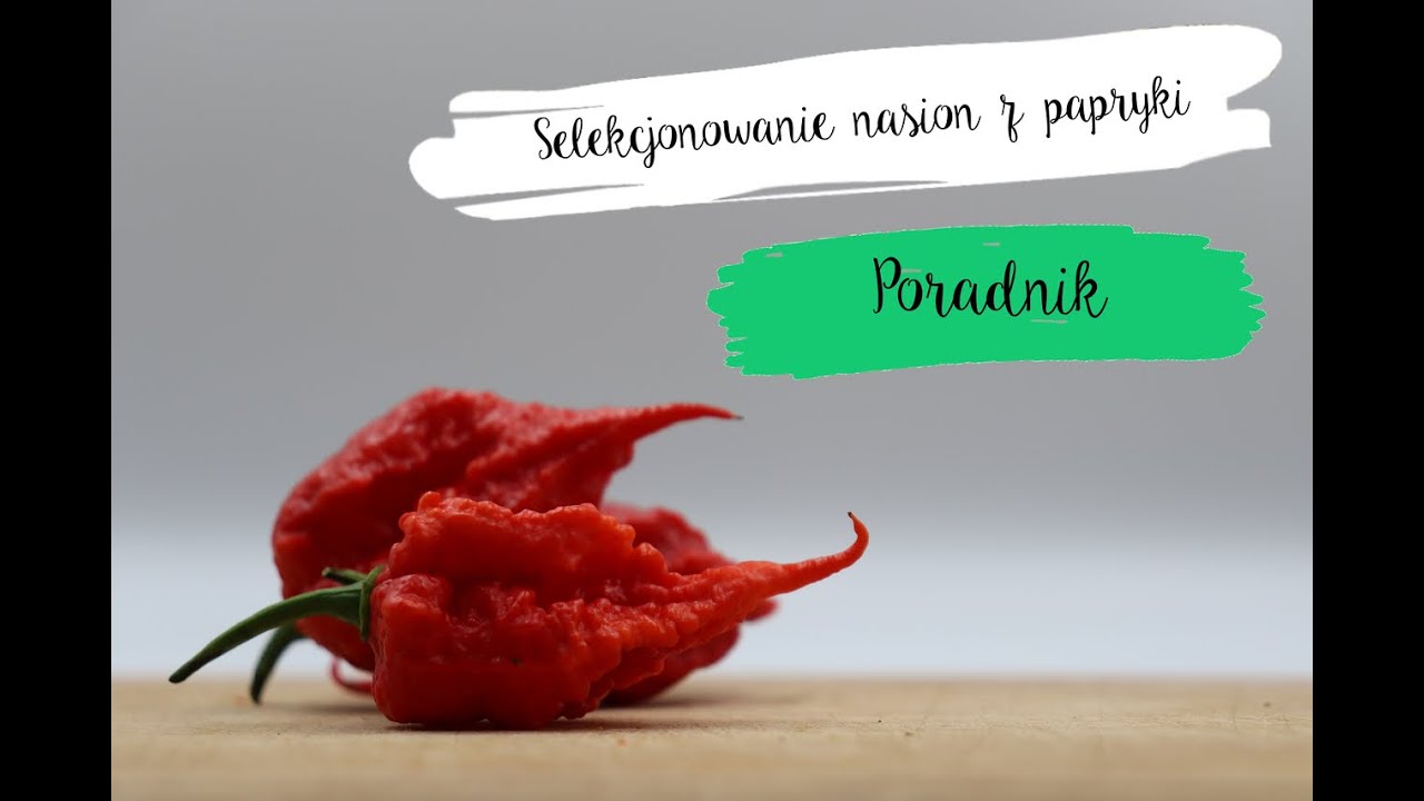 # 16 Poradnik - Pozyskiwanie nasion z papryki chili. Jak wyselekcjonować najlepsze nasiona chili?