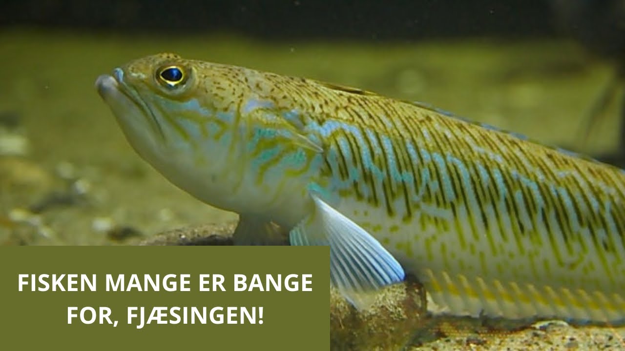 FJ&AElig;SING | INFO