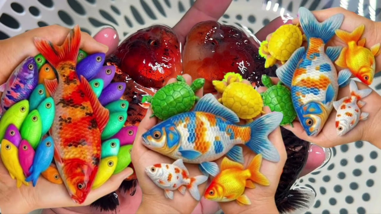 Scoop out colorful fish in the pond, freshwater ornamental fish, goldfish, koi, comet fish, turtles